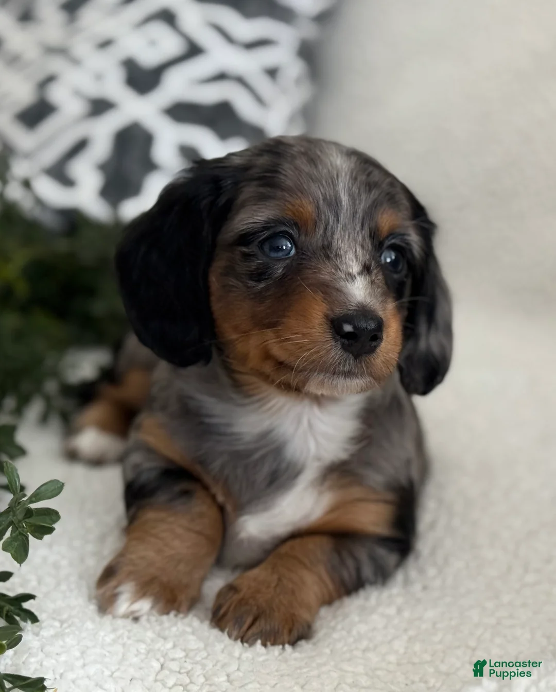 Miniature Dachshund dogs for sale: Tessa - Ad 4