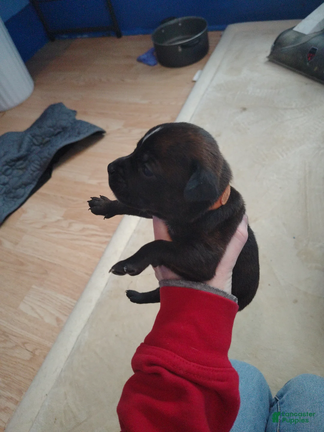 Mixed Breed dogs for sale: Orange collar  - Ad 2