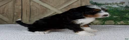 Mini Bernedoodle dogs for sale: Timmy - Ad 4