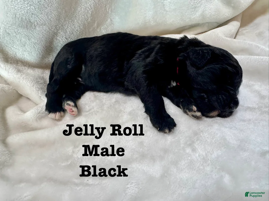 Bernedoodle dogs for sale: Jelly Roll - Ad 2