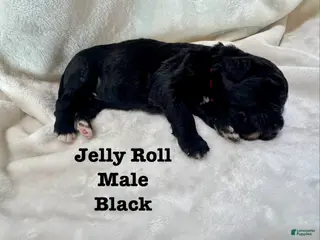 Bernedoodle dogs Jelly Roll - Ad 28