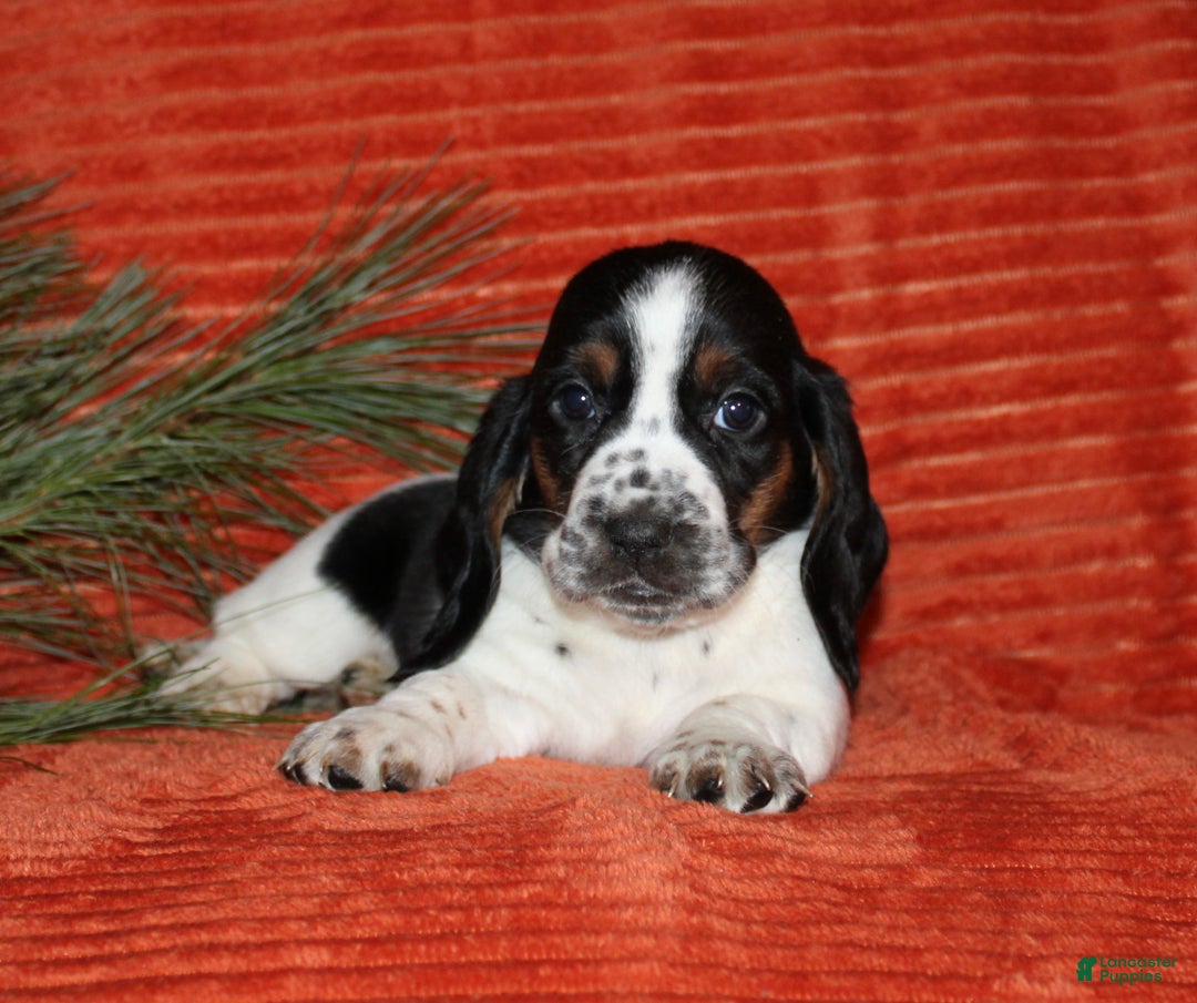 Basset Hound dogs for sale: Sasha - Ad 1