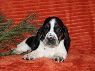 Basset Hound dogs Sasha - Ad 7