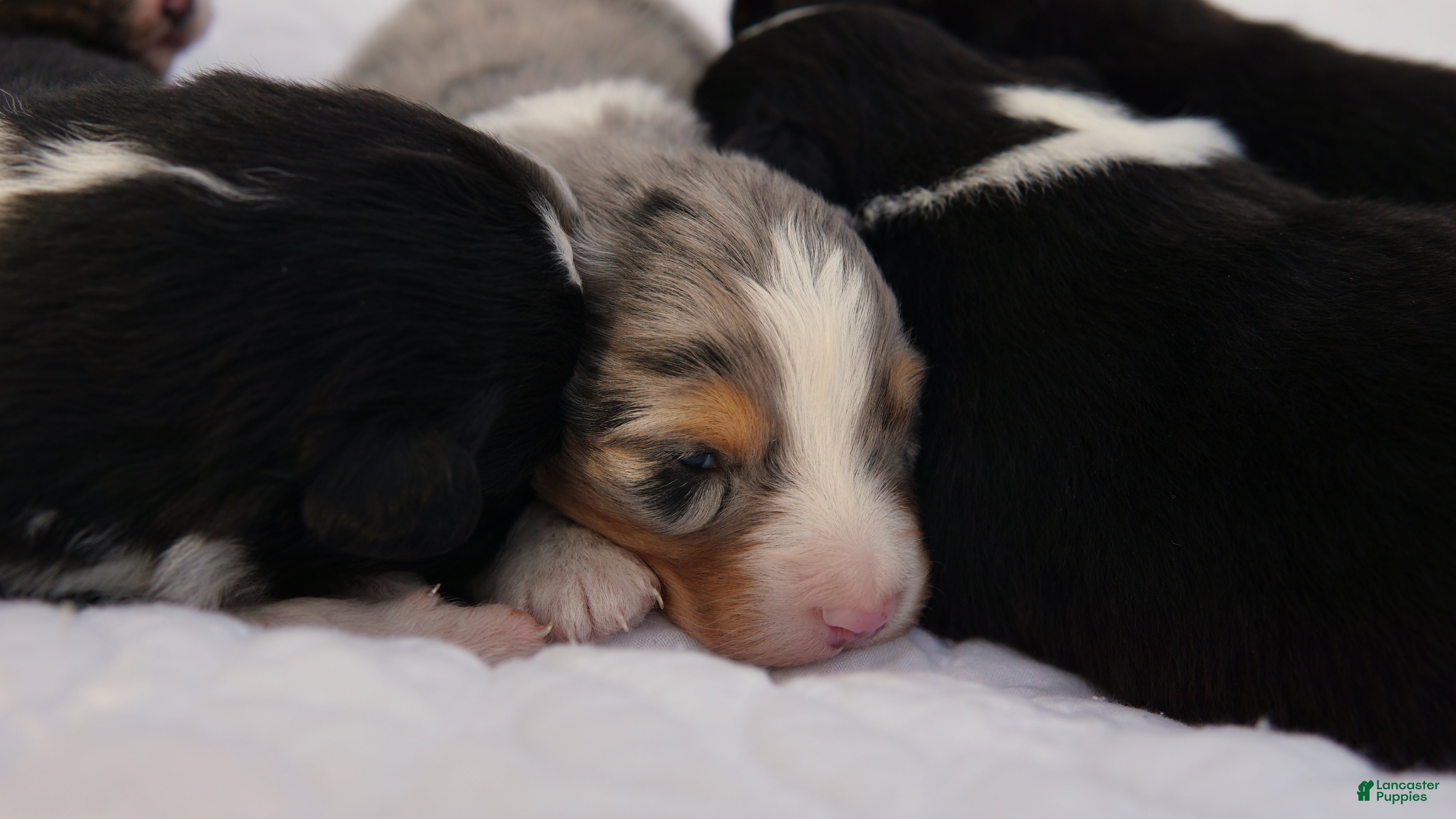 Australian Shepherd dogs Australian Shepherd Puppy 2 Blue Merles - Ad 30