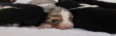 Australian Shepherd Puppy 2 Blue Merles