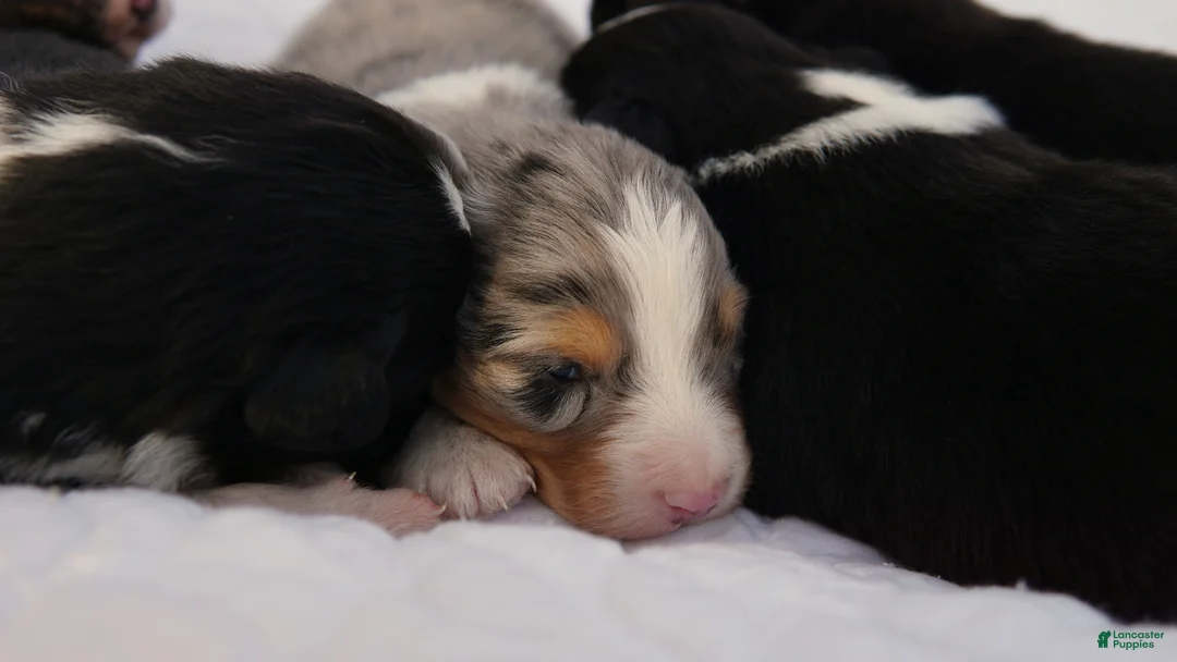 Australian Shepherd dogs for sale: Australian Shepherd Puppy 2 Blue Merles - Ad 1