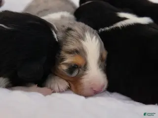 Australian Shepherd dogs Australian Shepherd Puppy 2 Blue Merles - Ad 21