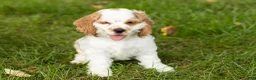 Cocker Spaniel dogs for sale: Reggie  - Ad 9