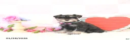Miniature Schnauzer dogs for sale: Kyah - Ad 3
