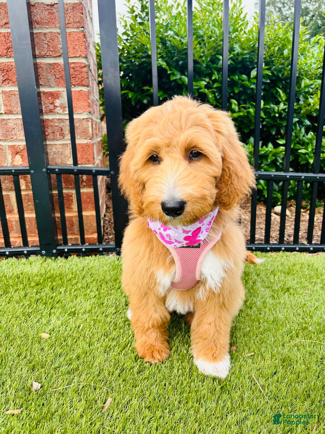 Gallery Image {{count}}