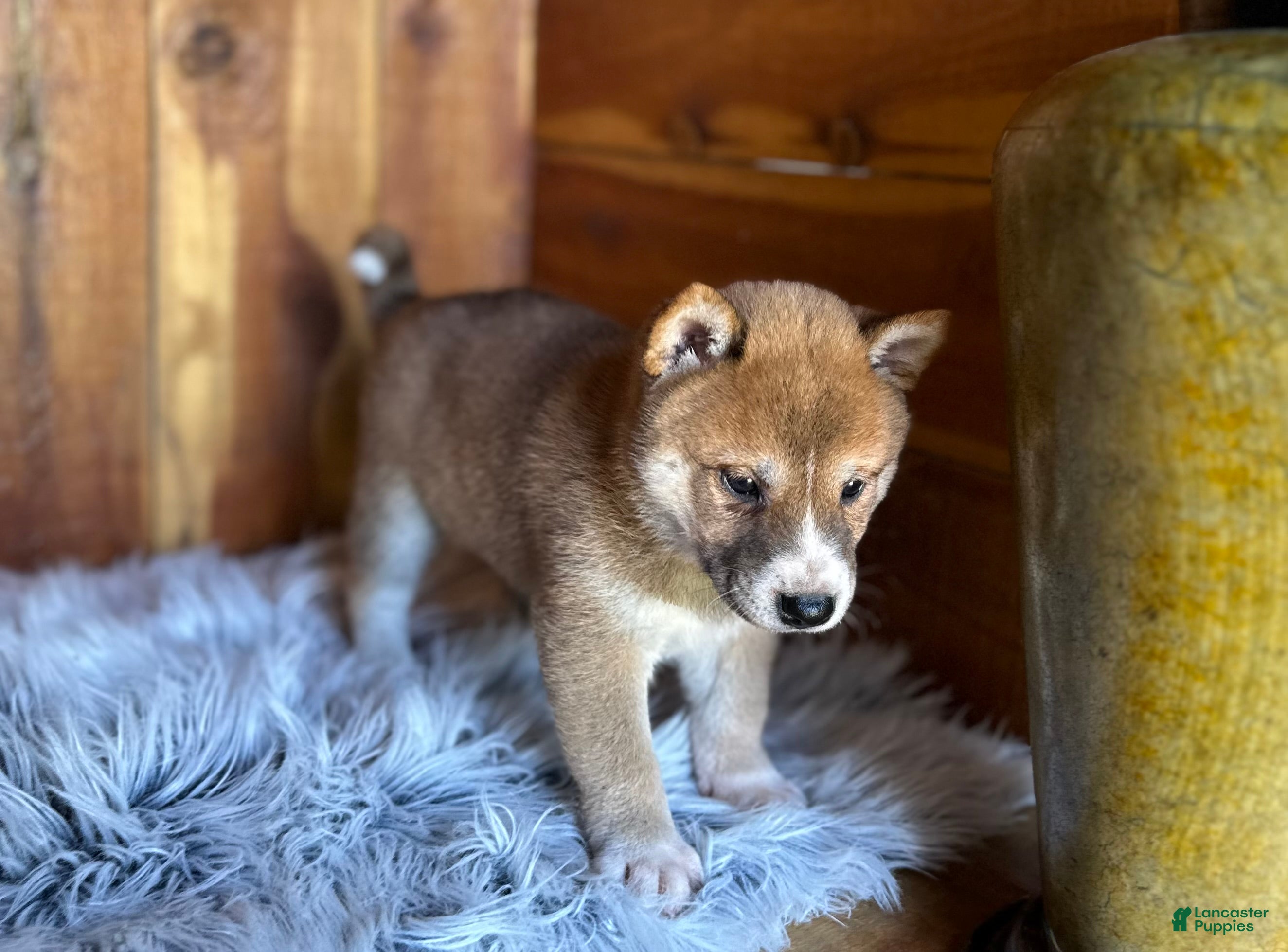 Shiba Inu dogs Shiba Inu Puppy 4 - Ad 2