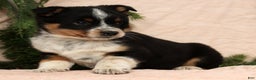 Australian Shepherd dogs for sale: Stella - Ad 3