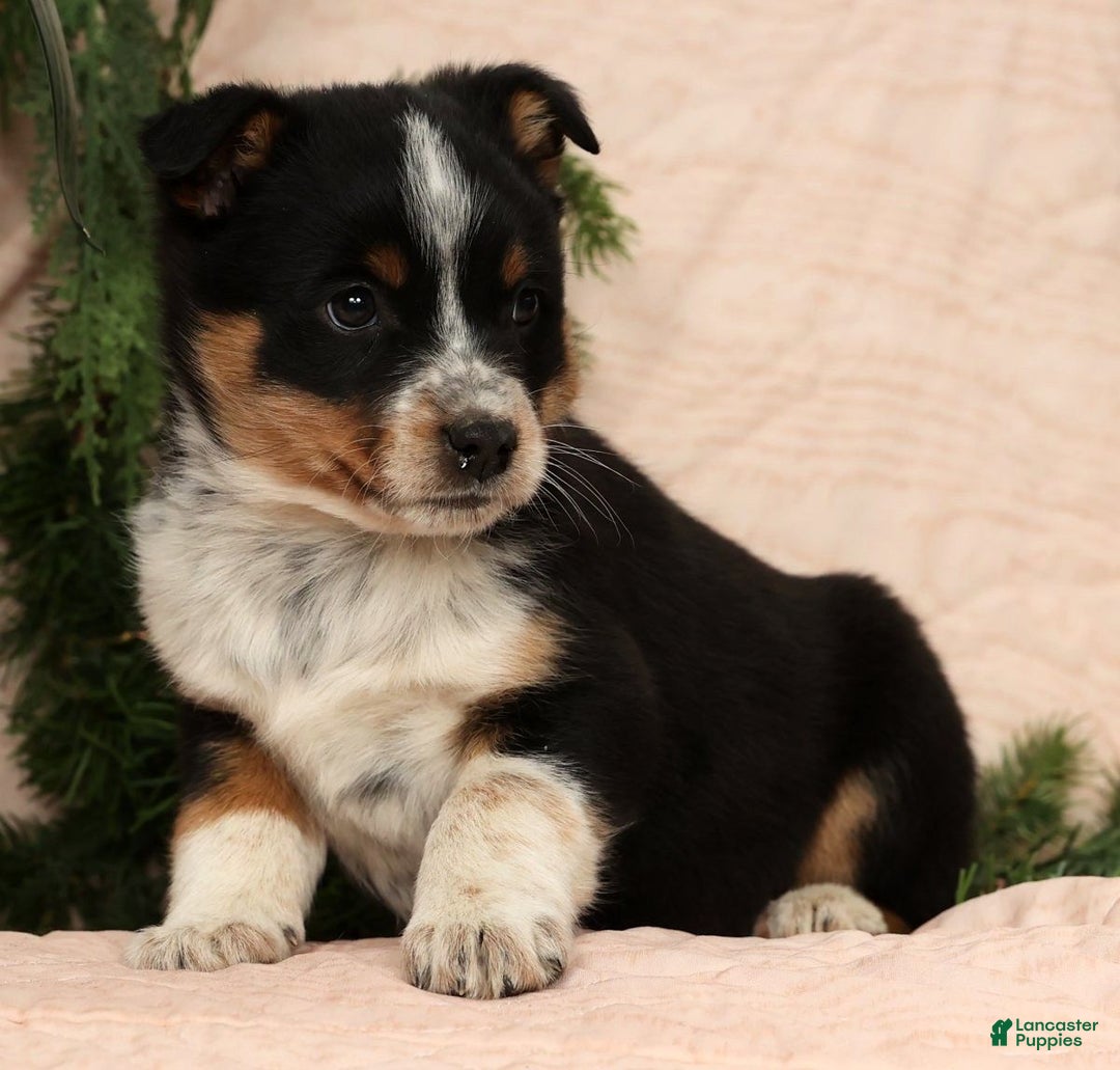 Australian Shepherd dogs for sale: Stella - Ad 3