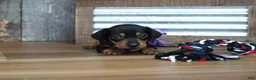 Miniature Dachshund dogs for sale: Whitney - Ad 2