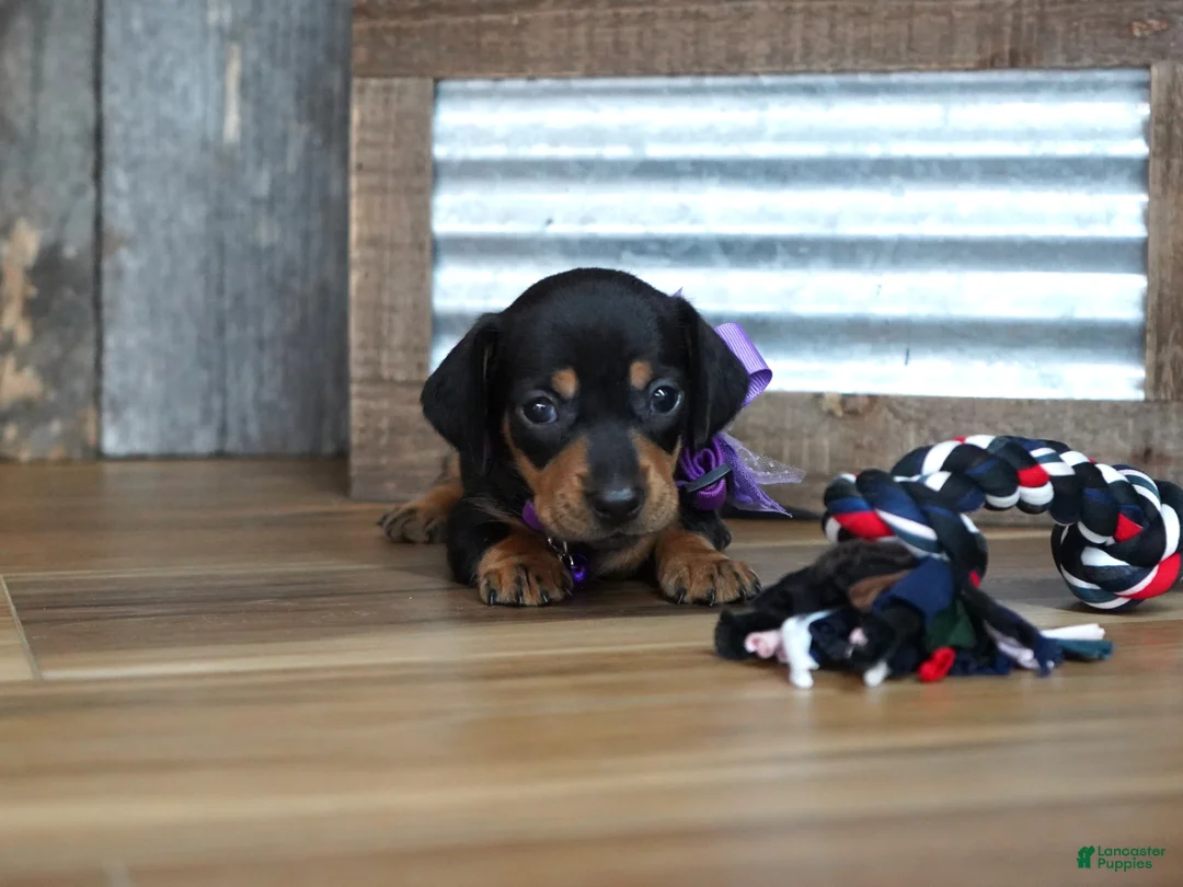 Miniature Dachshund dogs for sale: Whitney - Ad 2