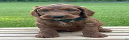 Irish Doodle dogs for sale: Finnley - Ad 12