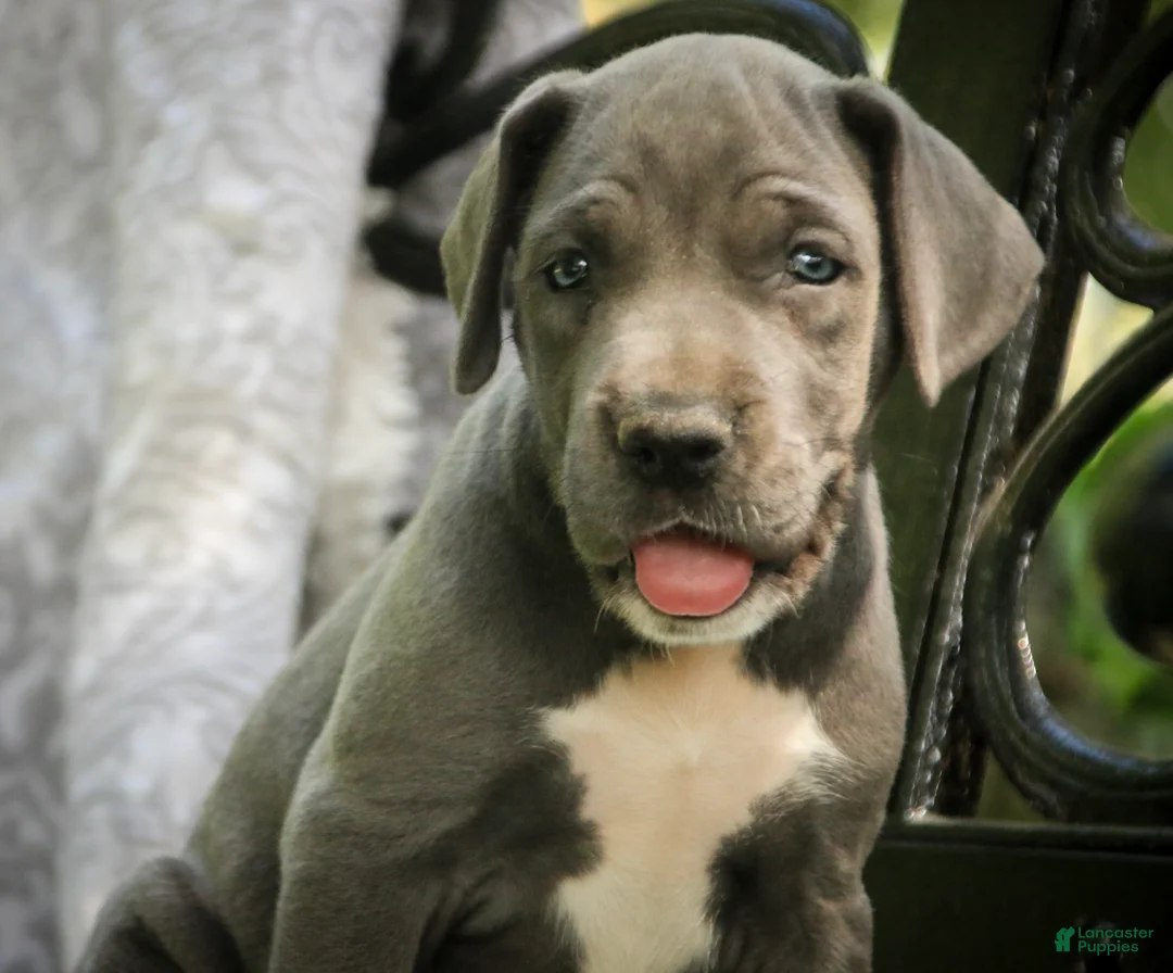 Great Dane dogs for sale: Brittany Great Dane  - Ad 1
