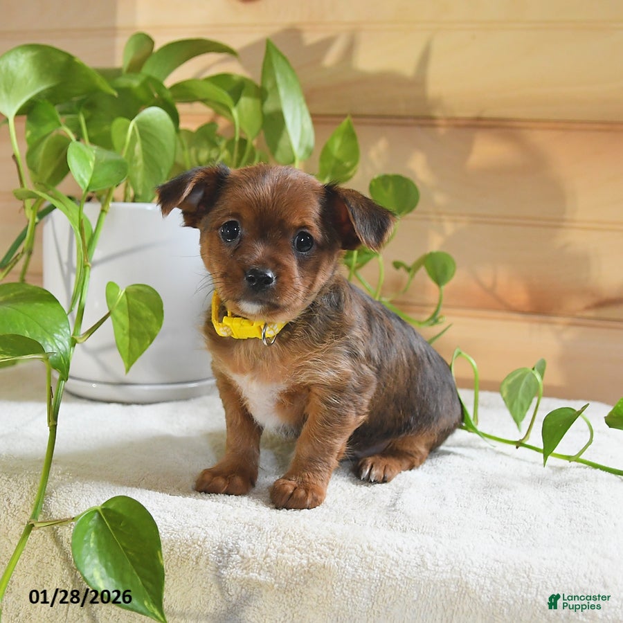 Shorkie dogs Opie - Ad 2