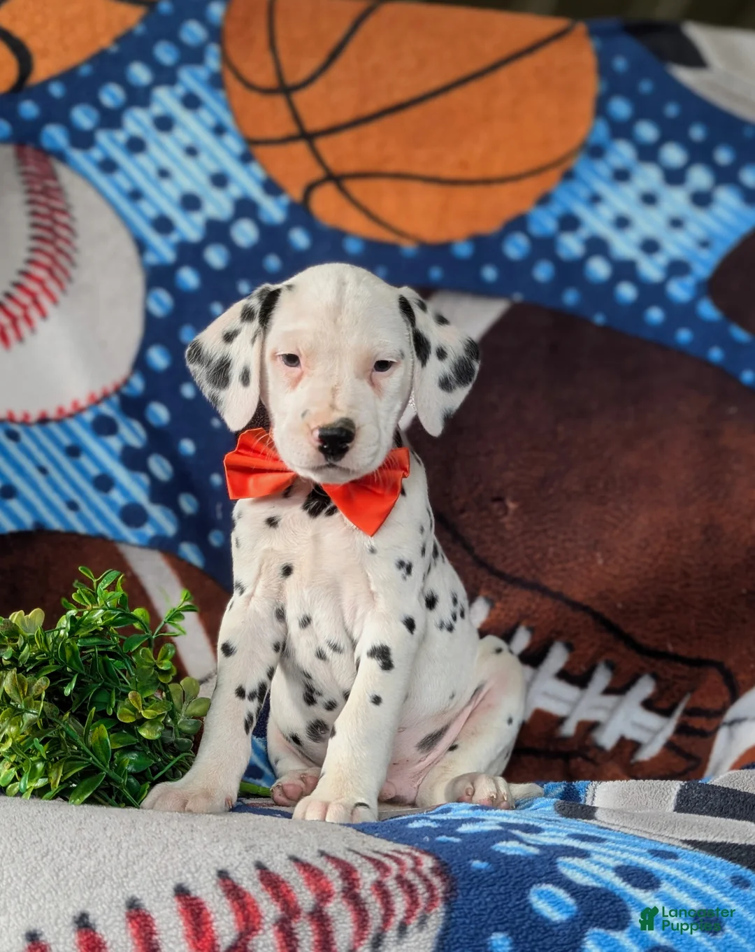 Dalmatian dogs for sale: Kaden - Ad 2