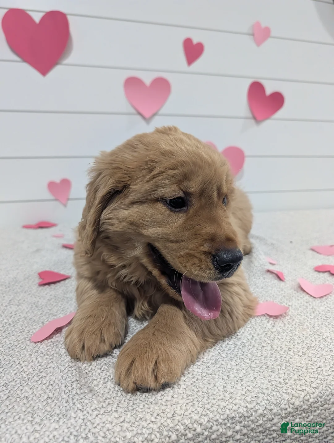 Golden Retriever dogs for sale: Tucker - Ad 4