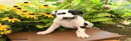 Great Dane dogs for sale: Lexie - Ad 3