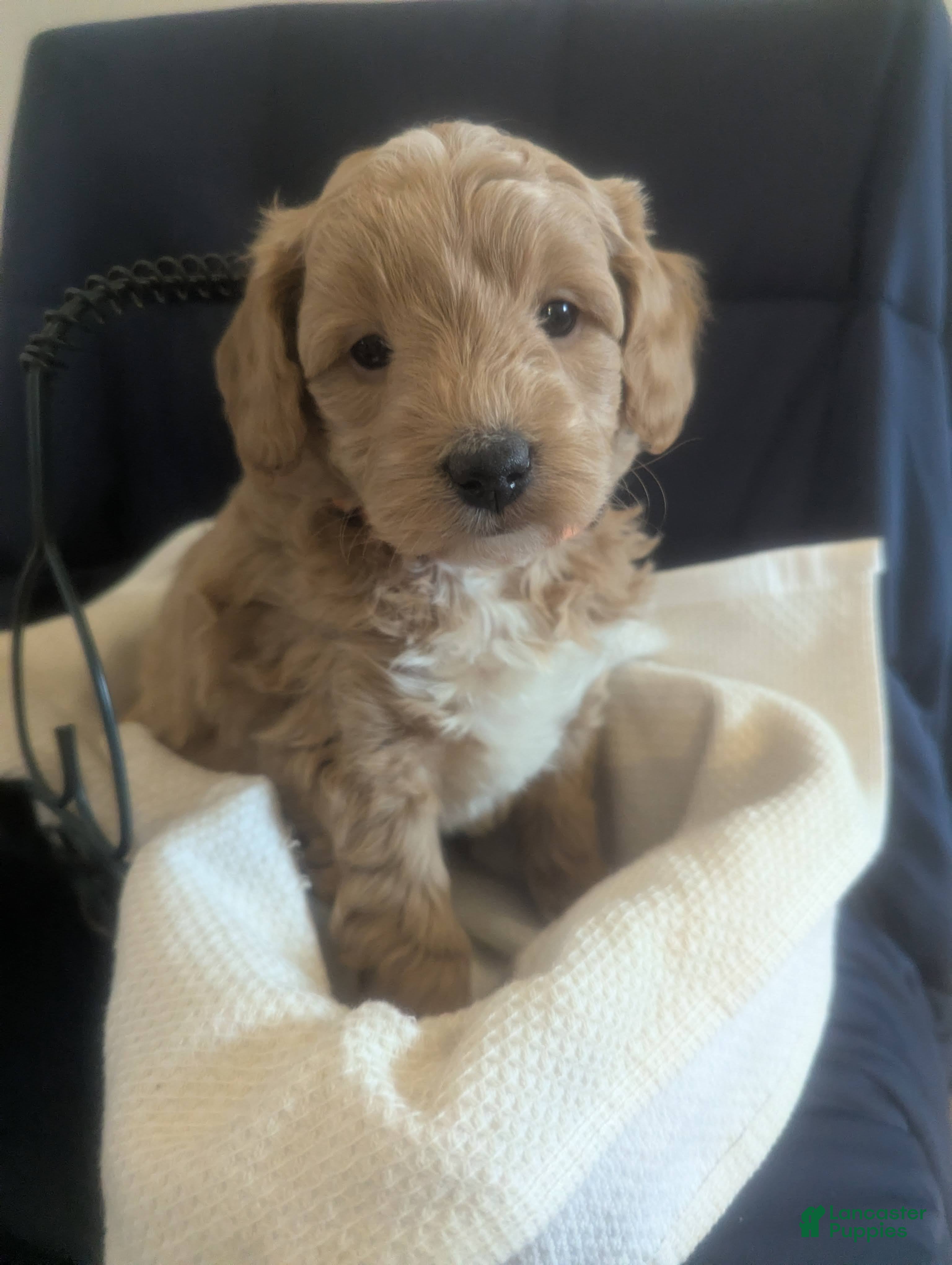 Mini Goldendoodle dogs Neil - Ad 16