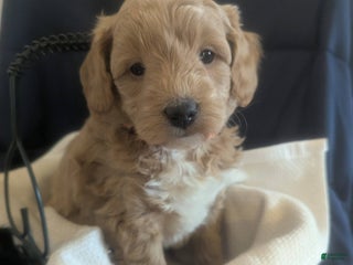 Mini Goldendoodle dogs Neil - Ad 16