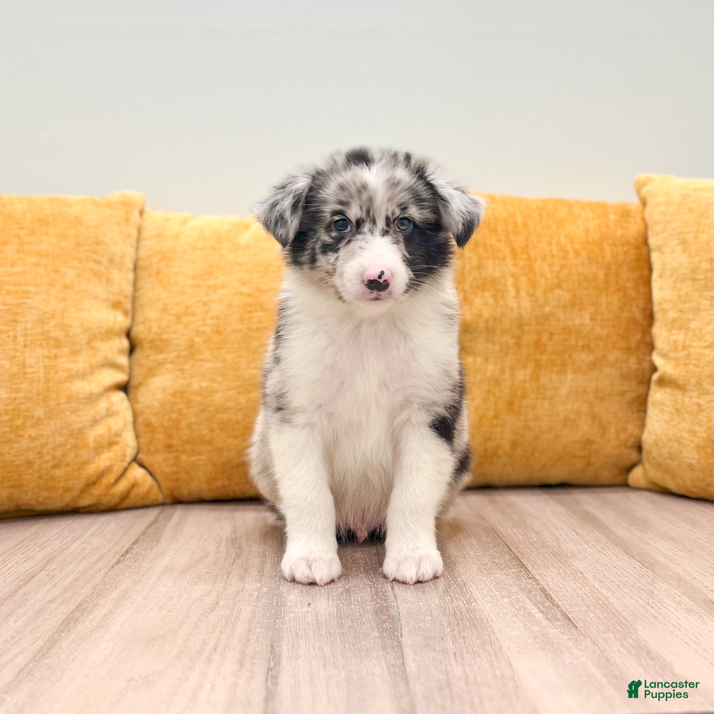 Australian Shepherd dogs Drew - Ad 1