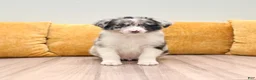 Australian Shepherd dogs for sale: Drew - Ad 1