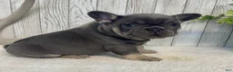 French Bulldog dogs for sale: Carter - Ad 4
