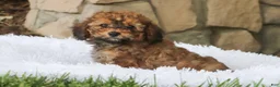 Cavapoo dogs for sale: Rudy - Ad 13