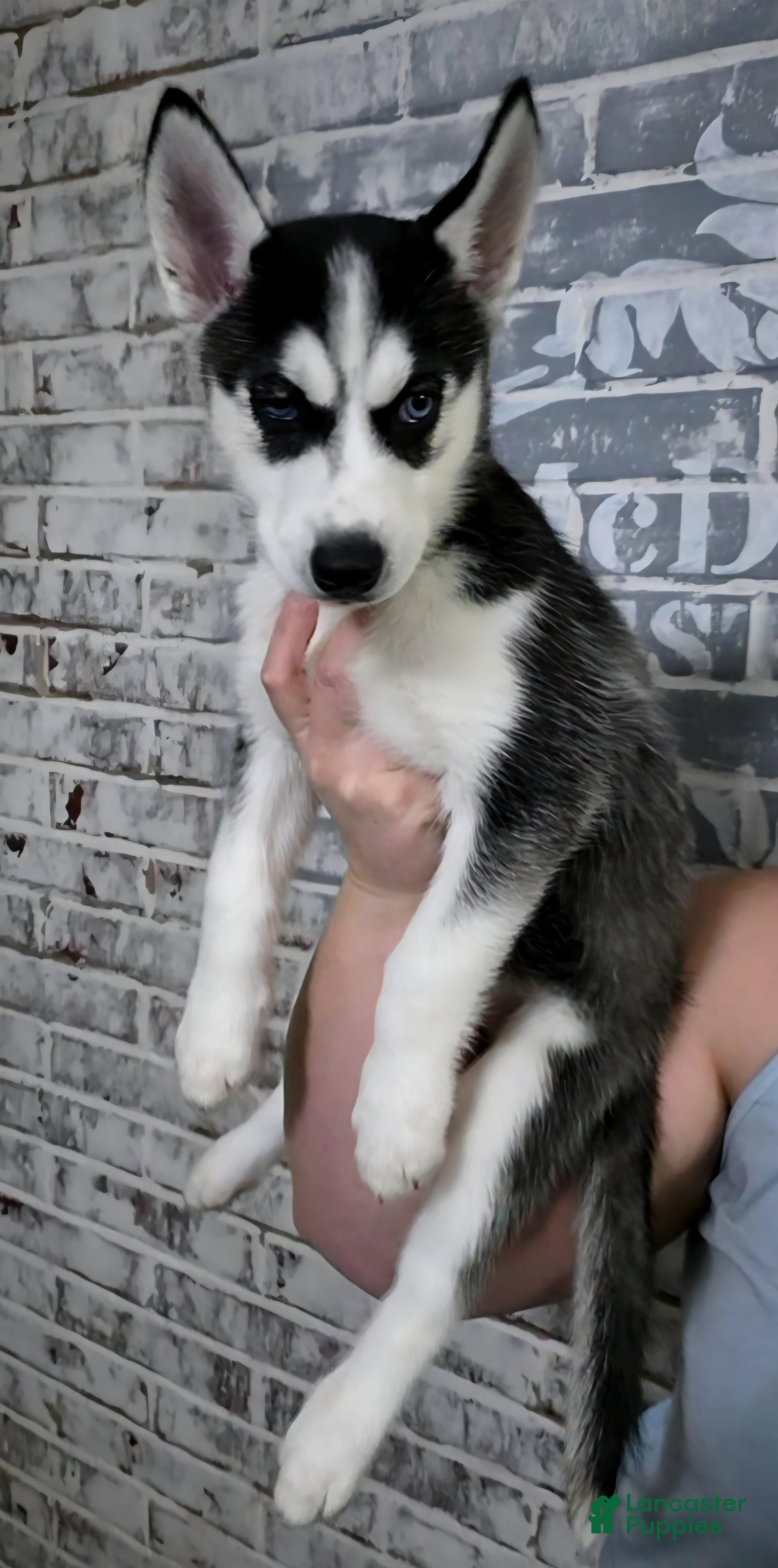 Siberian Husky dogs Valery - Ad 3