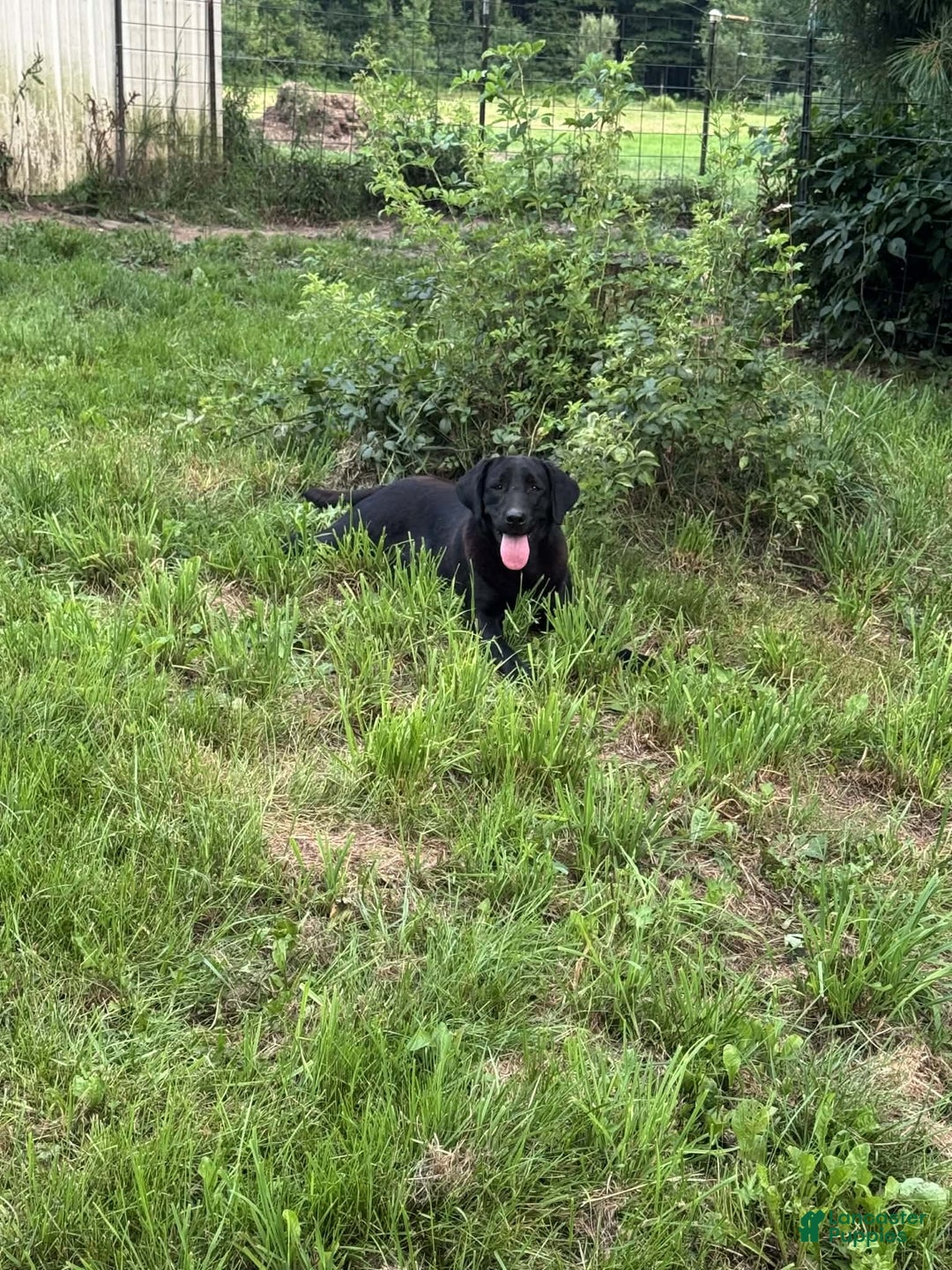 Labrador Retriever dogs for sale: Iris - Ad 6