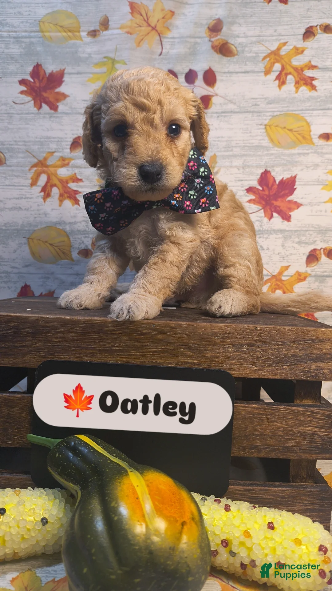 Mini Goldendoodle dogs Oatley  - Ad 10