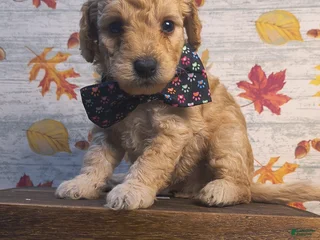 Mini Goldendoodle dogs - Ad 28