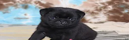 Pug dogs for sale: Greg - Ad 1