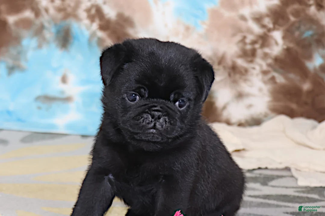 Pug dogs for sale: Greg - Ad 1