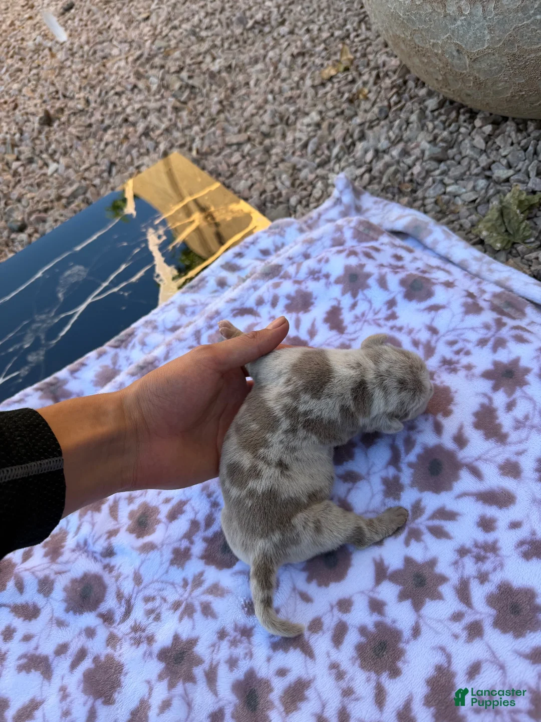 Mixed Breed dogs for sale: Mármol color - Ad 1
