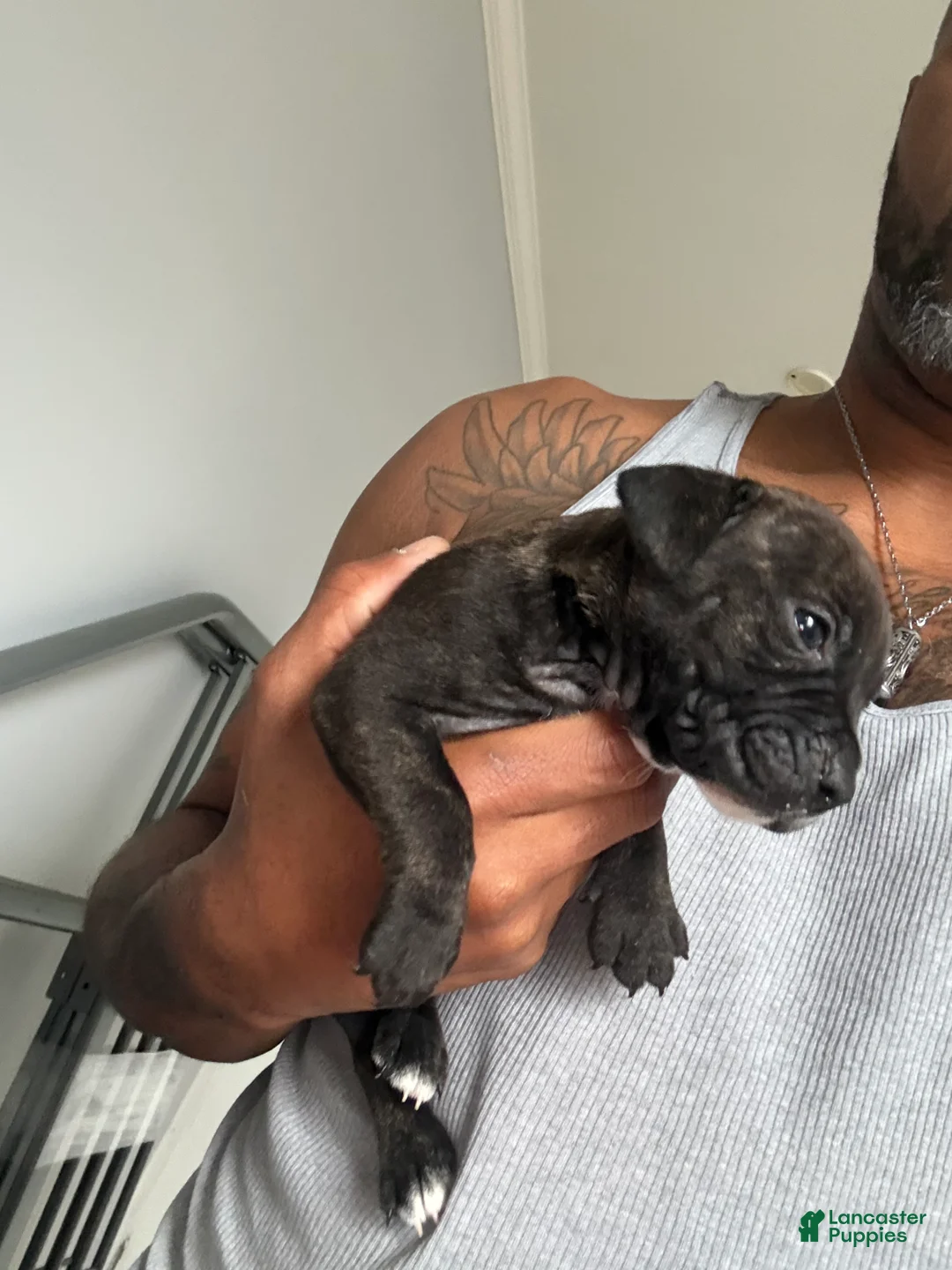 American Bully dogs for sale: American Bully Puppy 3 - Ad 1