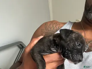 American Bully dogs American Bully Puppy 3 - Ad 15