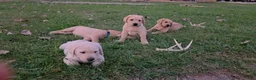 Labrador Retriever dogs for sale: Meet Your New Best Friend! Beautiful Yellow Male Labrador Retriever Puppies Available 💛 - Ad 30