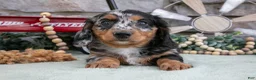 Miniature Dachshund dogs for sale: Myla - Ad 2