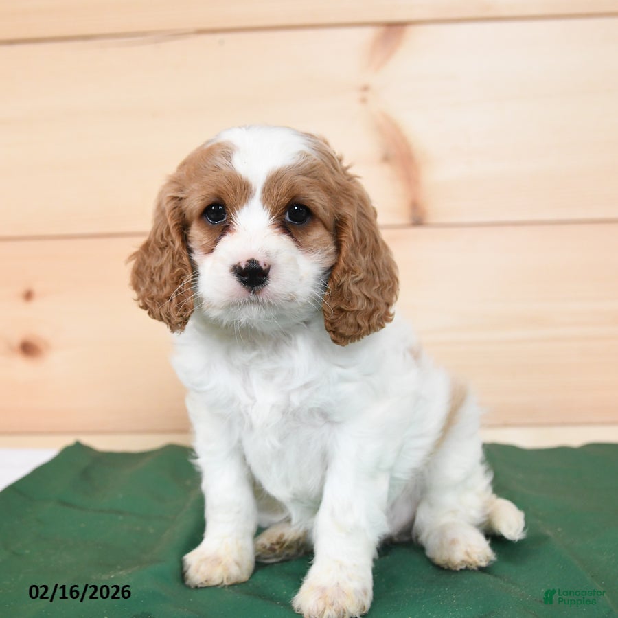 Cavapoo dogs Heidi - Ad 2