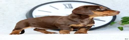 Miniature Dachshund dogs for sale: Dahlia - Ad 6