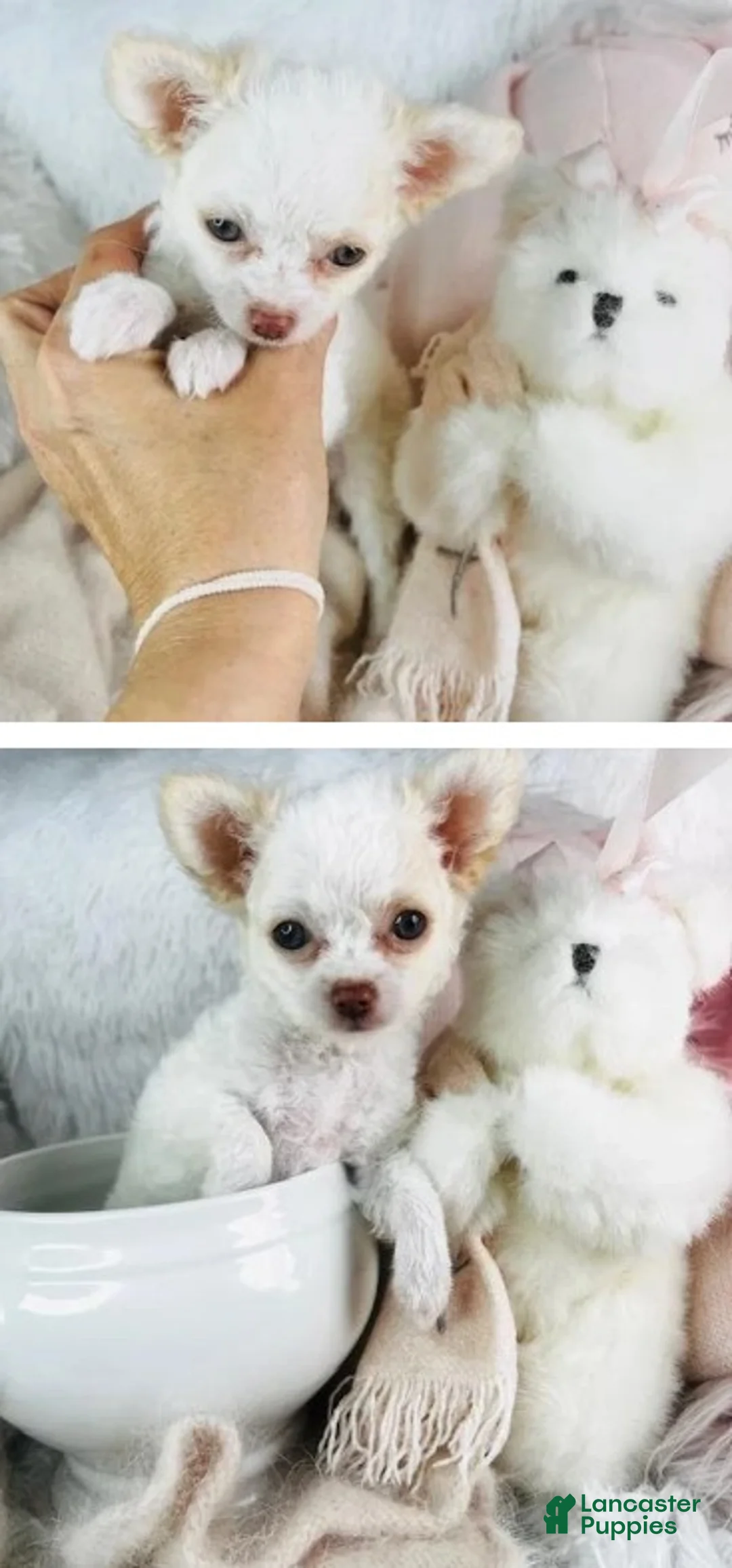 Chihuahua dogs for sale: Chihuahua Puppy 2 - Ad 2