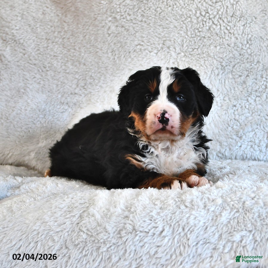 Bernese Mountain Dog dogs Jasmine - Ad 2