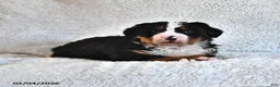 Bernese Mountain Dog dogs for sale: Jasmine - Ad 2