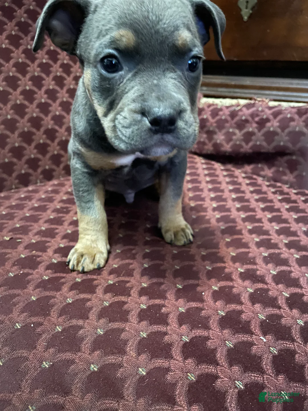 American Bully dogs for sale: American Bully Puppy 4 - Ad 3