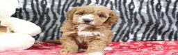 Mini Goldendoodle dogs for sale: Bella - Ad 4