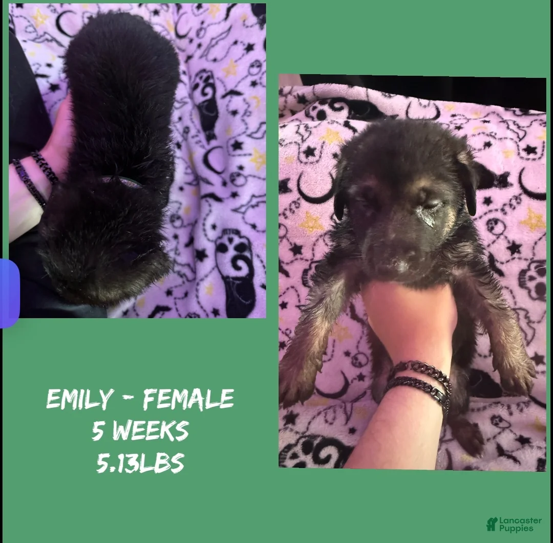German Shepherd dogs for sale: German Shepherd 12 - Ad 1